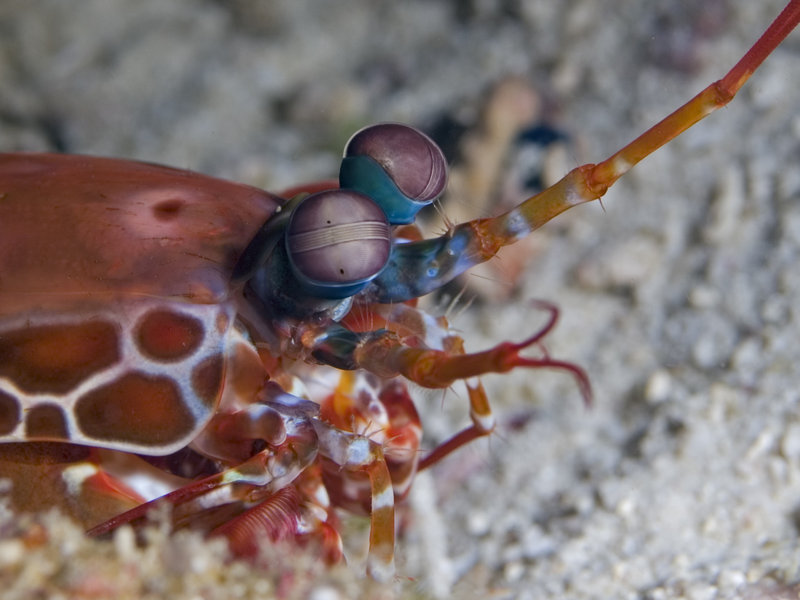 Sibuan West, Smashing Mantis Shrimp